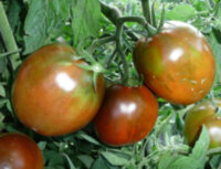 Шоколадный