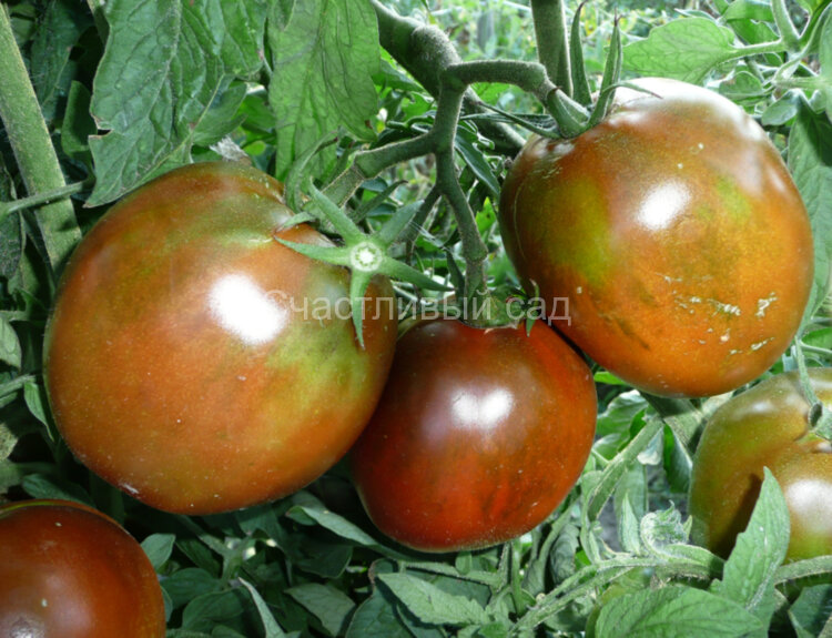 Шоколадный Шоколадный