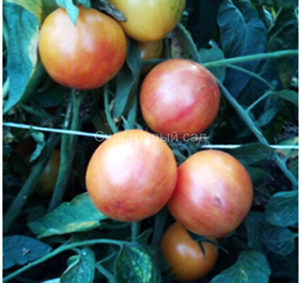 Beauty Princess (Принцесса красоты) Beauty Princess (Принцесса красоты)