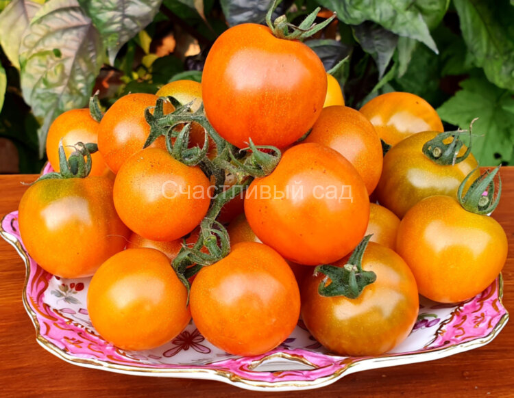 Dark Orange Muscat (Темно-Оранжевый мускат) Dark Orange Muscat (Темно-Оранжевый мускат)