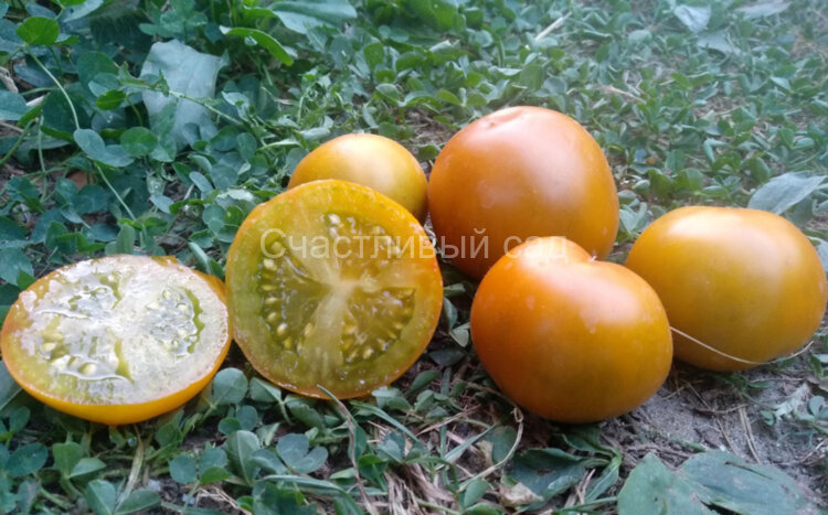 Kangaroo Paw Green (Зелёная Лапа Кенгуру)