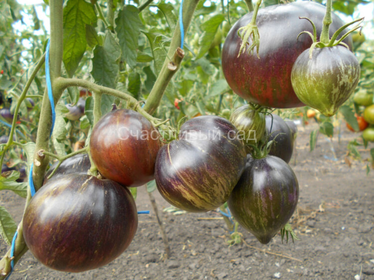 Rebel Starfighter Prime (Главный Мятежник Старфайтер)