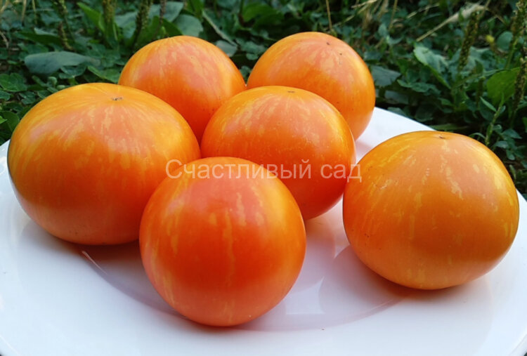 Рыжастик Нибиру