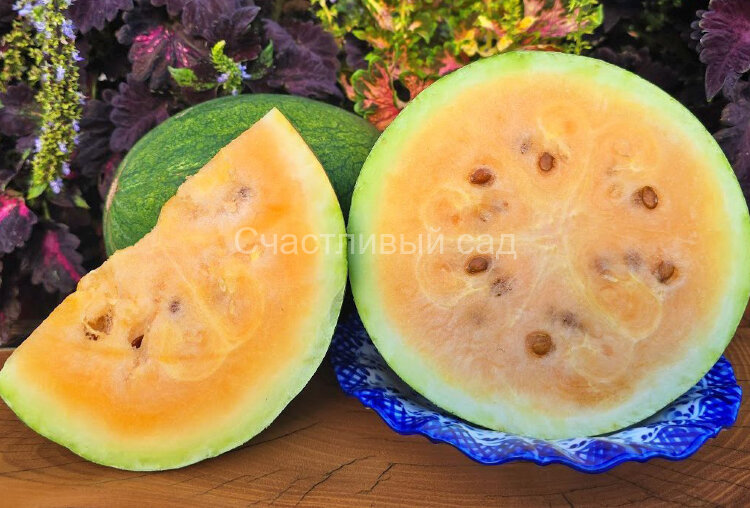 Арбуз Sweet Siberian (Сладкий сибирский)