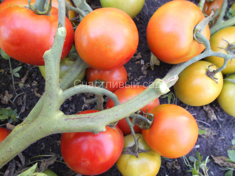 . Каменный цветок (Бачка)