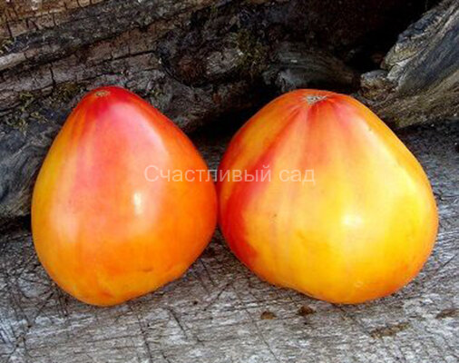 Владимирские купола Владимирские купола