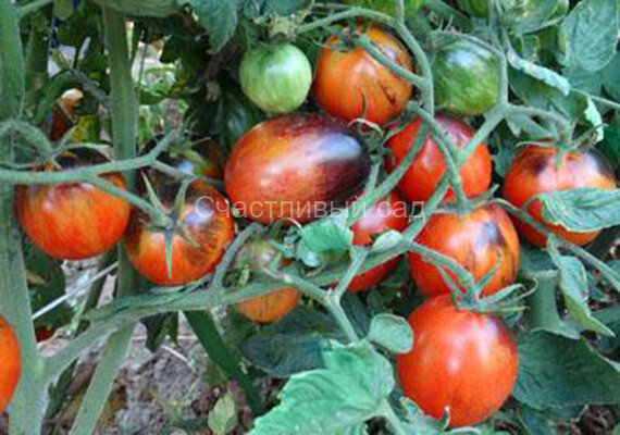 . Purple Dragon (Пурпурный Дракон) . Purple Dragon (Пурпурный Дракон)