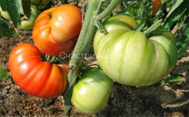 Pink Blosser (Розовый Блюссер) Pink Blosser (Розовый Блюссер)