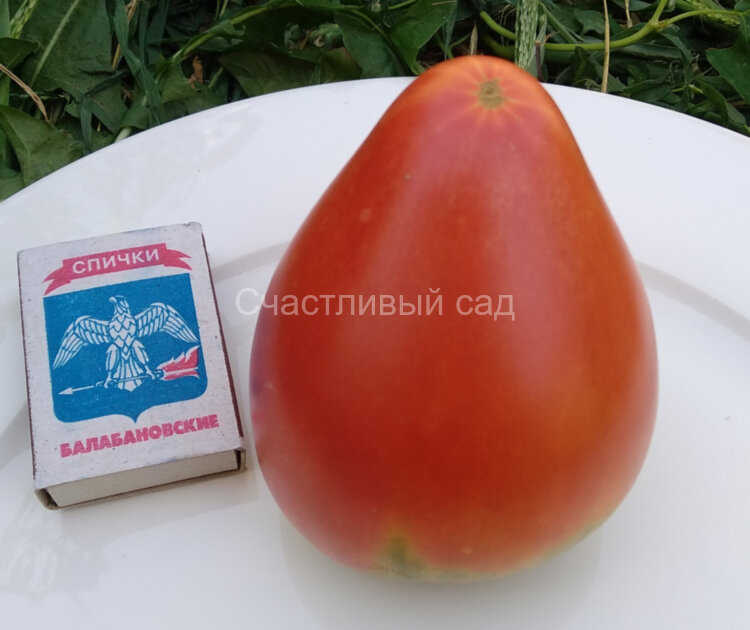 Воловье сердце минусинское