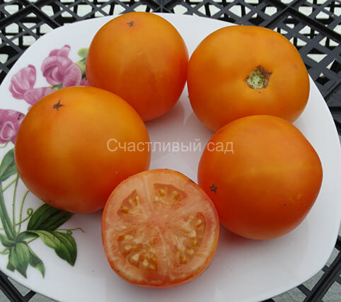 Kangaroo Paw Yellow (Желтая лапа Кенгуру)