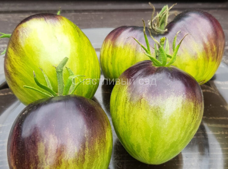 Rebel Starfighter VT-16 (Мятежник Старфайтер VT-16)