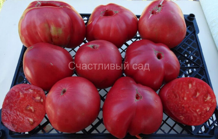 Приамурский крупноплодный