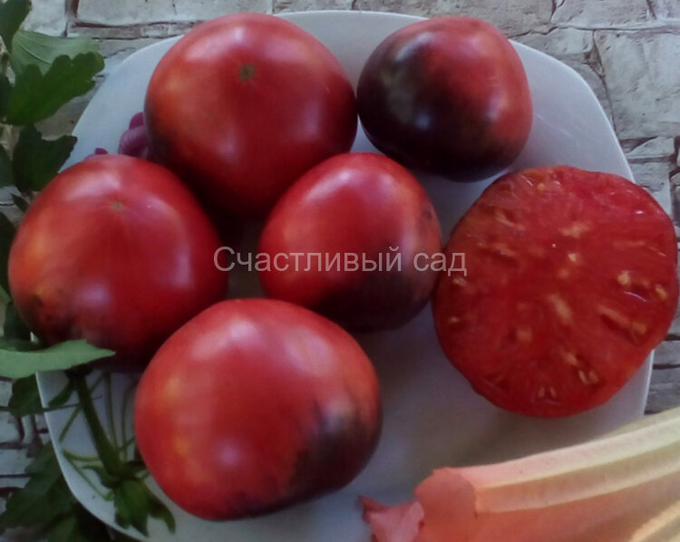 KAS 21\2 (КАС 21\2)