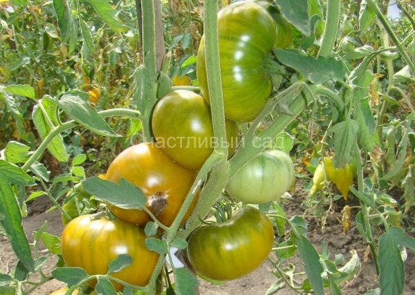 малахитовая шкатулка 2.jpg . Малахитовая шкатулка