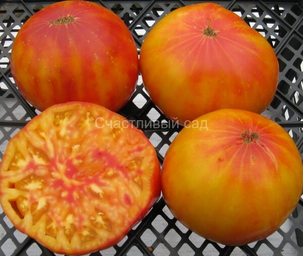 Полосатый господин (Mr. Stripe)