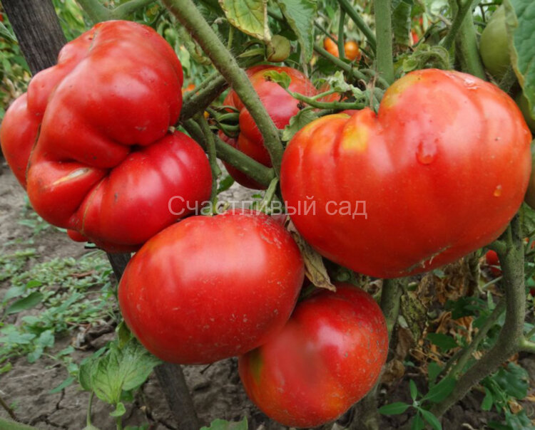 Polish Giant (Польский Гигант)