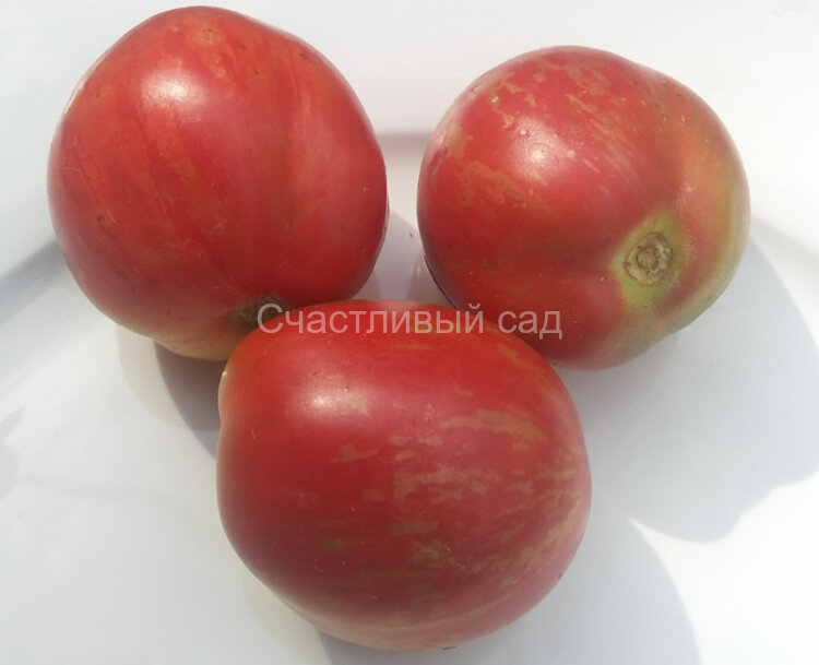 King Aramis (Король Арамис)