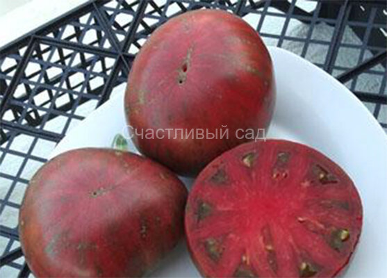 Russian Cossack (Русский казак)