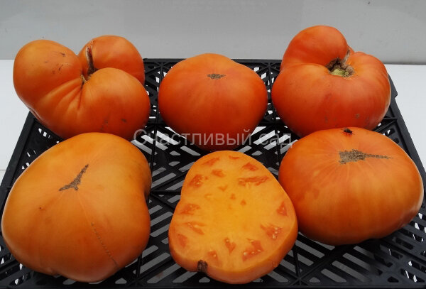 Мясной завтрак