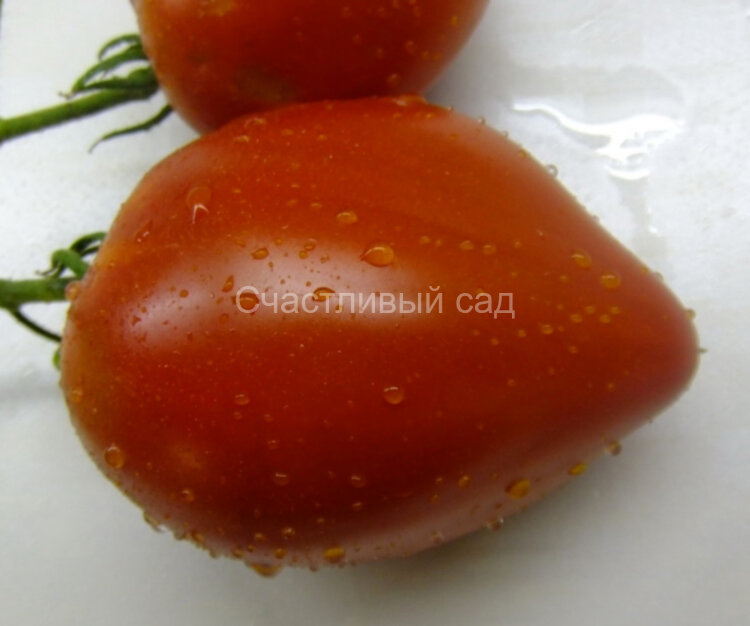 Очень сердечный (Ochen Herz) Очень сердечный (Ochen Herz)