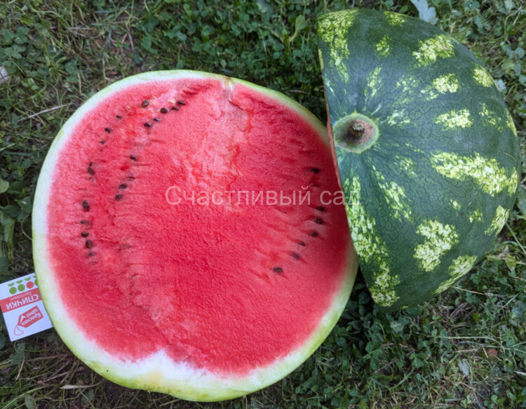 Арбуз Каристан