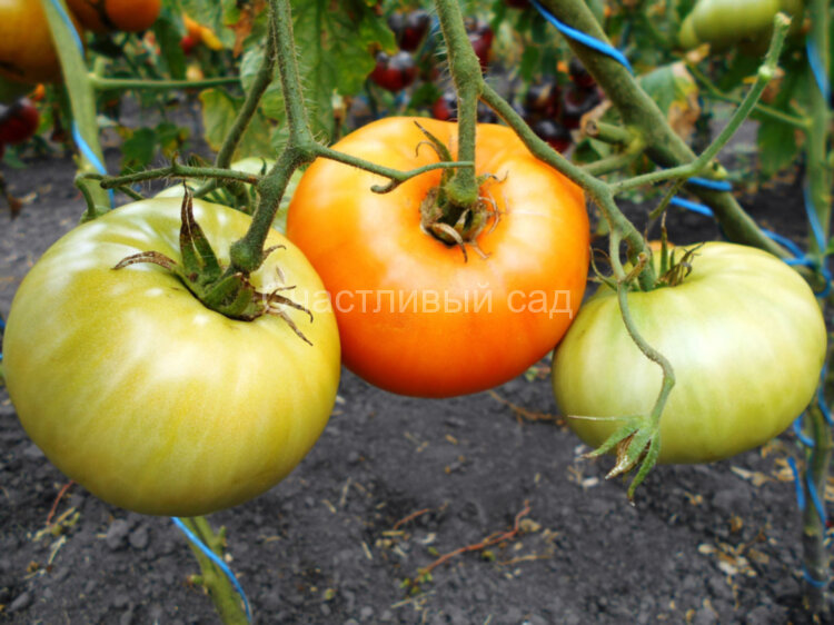 Золото тети Джерти (Aunt Gertie’s Gold)