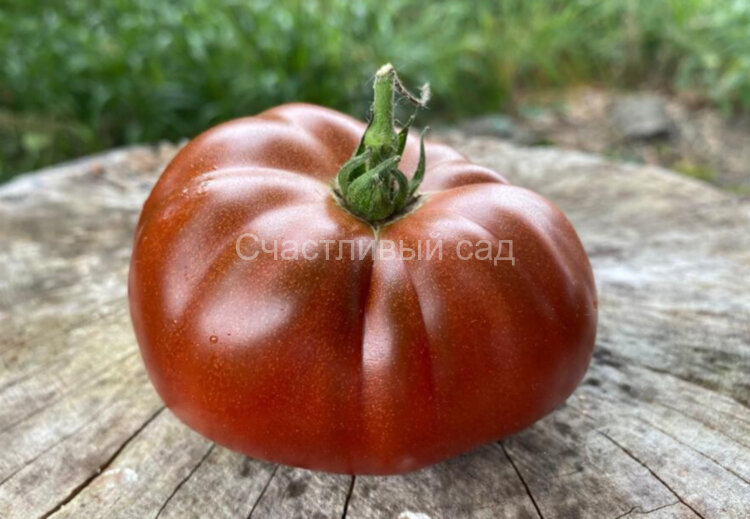 Kookaburra Cackle Dwarf (Гном Кудахтанье Кукабарры)