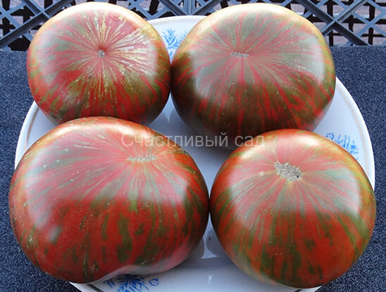 Siegel's Dark Stripes (Темные полосы Сигеля)