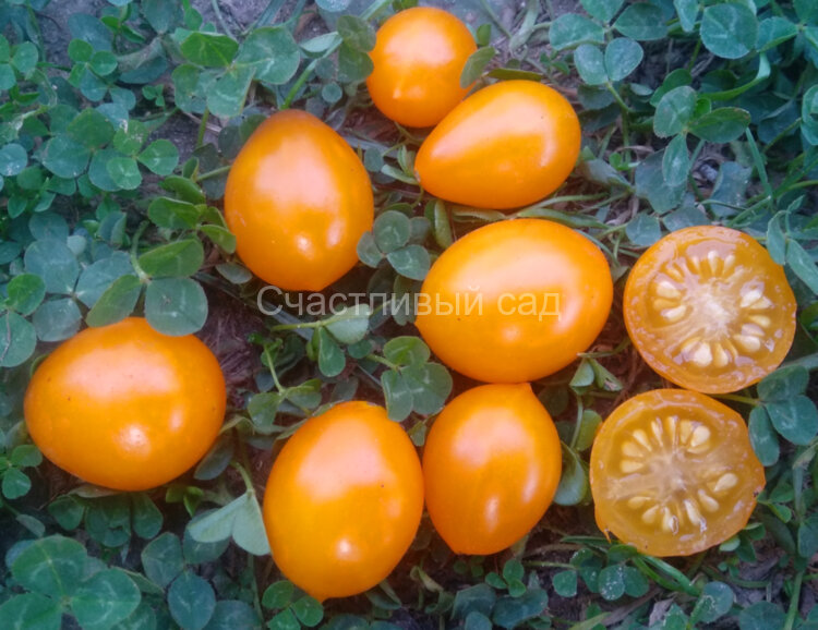 Sweet Beverley (Сладкий Беверли) (Тип мультифлора)