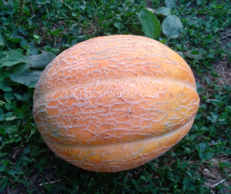 Дыня Ginger’s Pride (Гордость Джинджер)