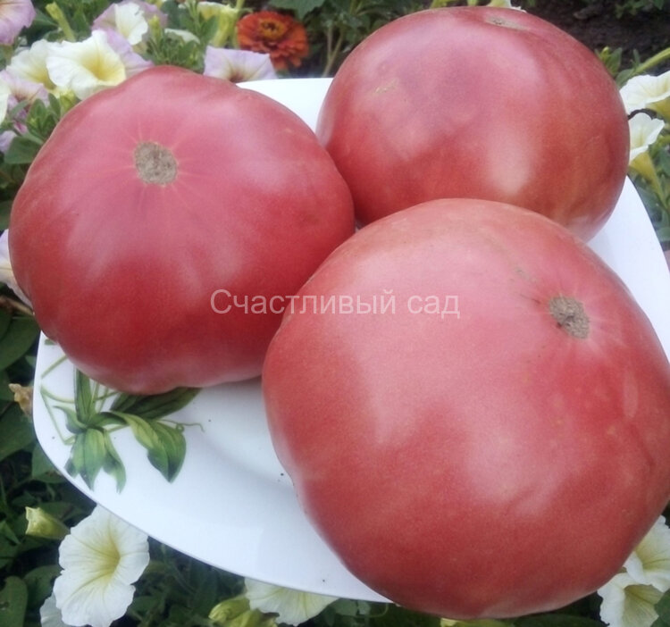 Gary's beauty (Красота Гэри)