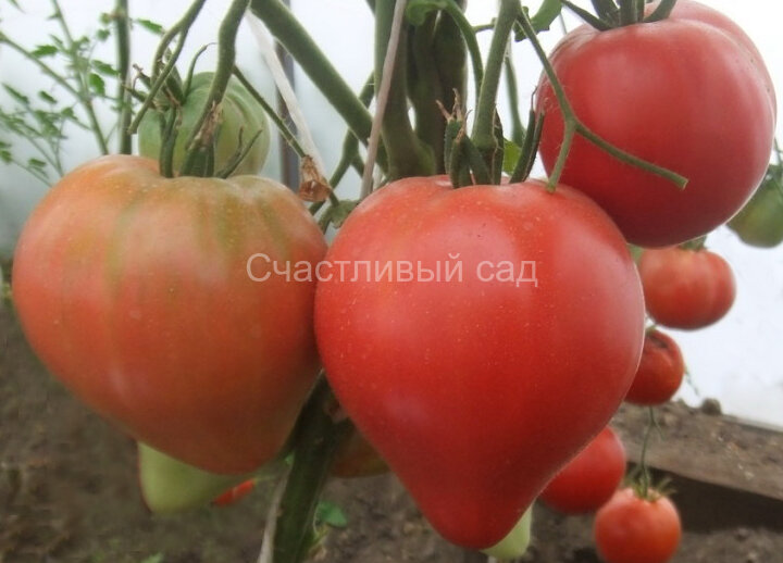 Грудь индианки