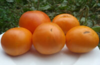 Loxton Lad (Парень из Локстона)