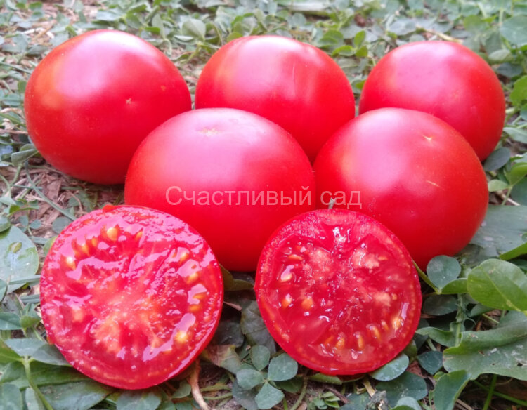 Подснежник