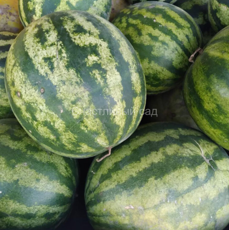 Арбуз Продюсер