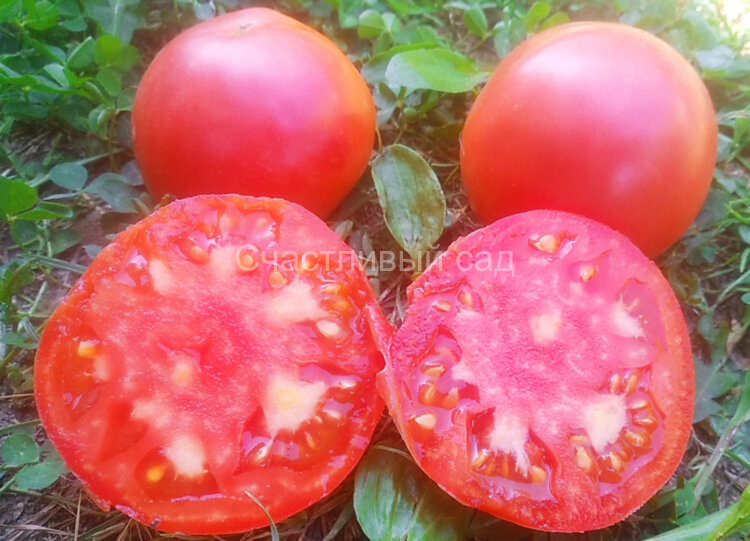 Чудо медовое