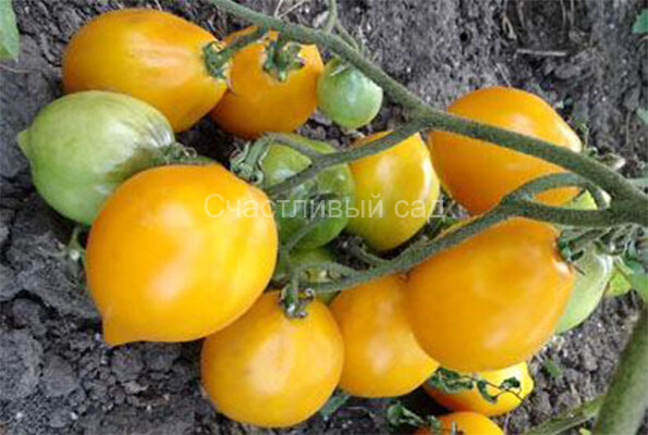 Цитрусовый сад