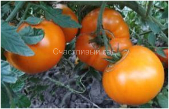 Летний абрикос