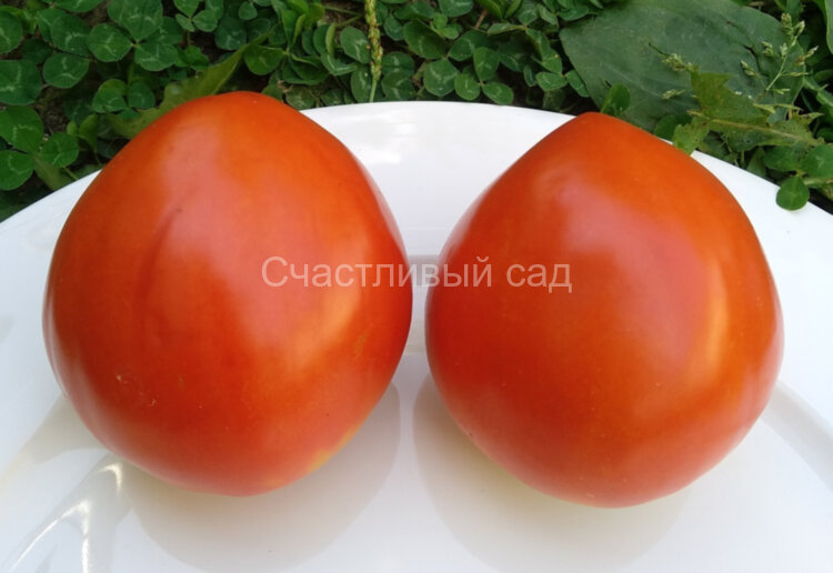 Домашний минусинец