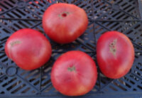 New Big Dwarf (Новый Большой Гном)