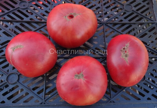 New Big Dwarf (Новый Большой Гном)