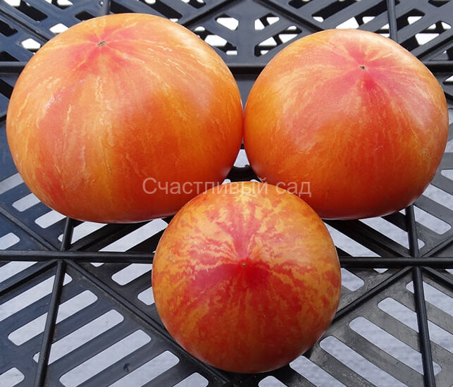 Striped Pointed Pink + Kozula 133 (Заостренный розово-полосатый + Козула 133)