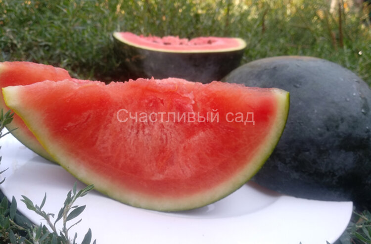 Арбуз Симпатяга