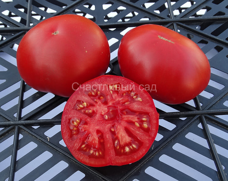 Platte Vierländer (Платт Виерландер)