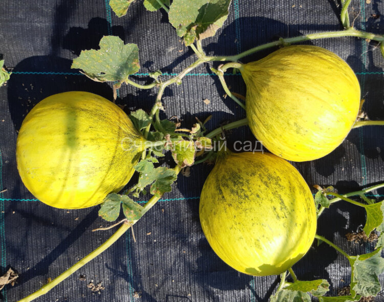 Дыня Golden Beauty Casaba (Золотая Красавица Касаба)