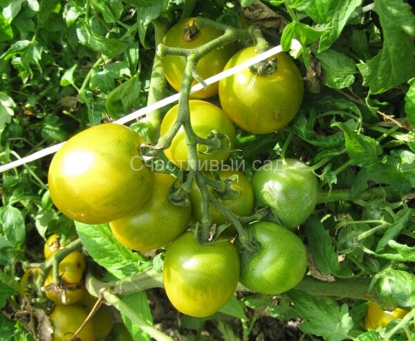 Зеленый виноград