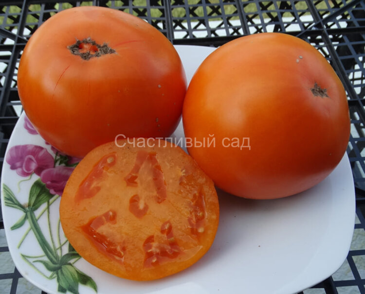 Orange Pride Dwarf (Гном Оранжевая Гордость)