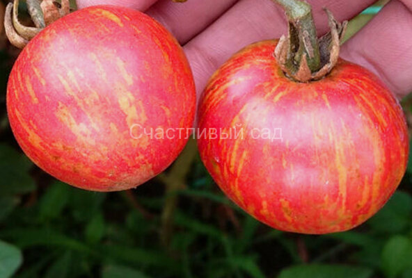 Striped Sweetheart (Полосатая милая)