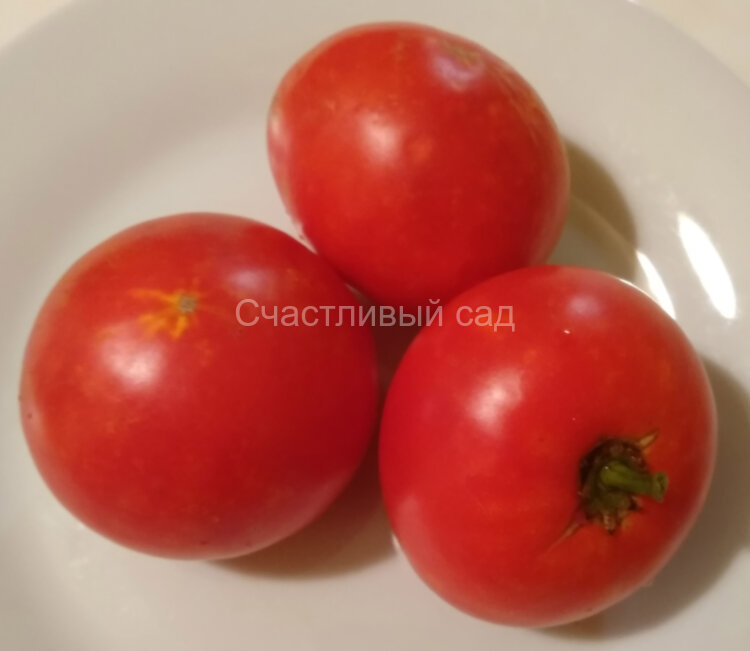 Томат староверов