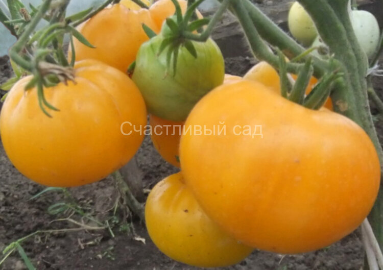 Минусинское воловье сердце желтое